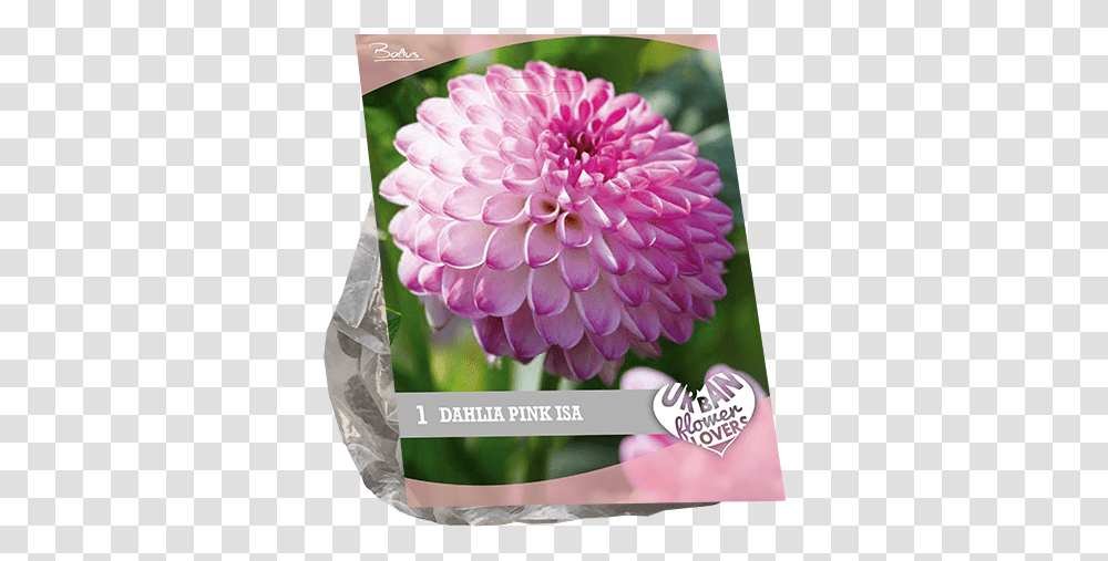 Dahlia Flower, Plant, Blossom Transparent Png