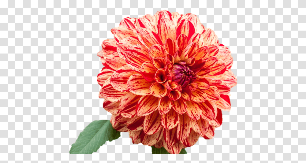 Dahlia Flower, Plant, Blossom Transparent Png