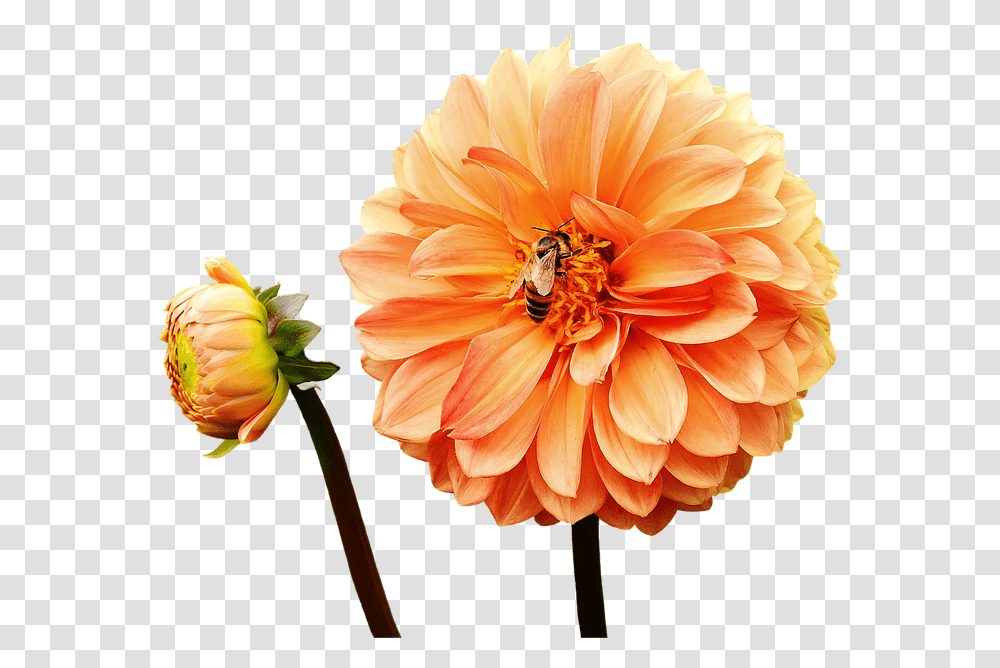 Dahlia Flower Yellow Orange Flowers Download Yellow Dahlia Flower, Plant, Blossom, Honey Bee, Insect Transparent Png
