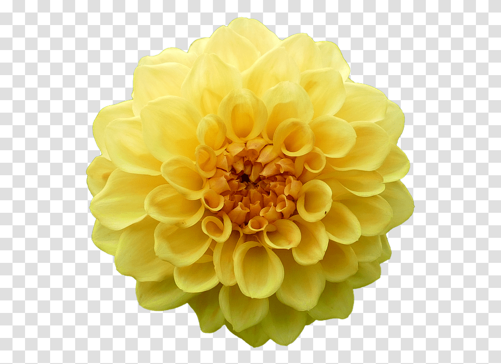 Dahlia Flowers, Plant, Blossom, Rose, Petal Transparent Png