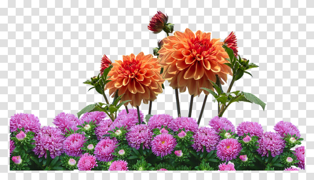 Dahlia Garden Blossom Flower, Plant, Flower Arrangement, Flower Bouquet Transparent Png