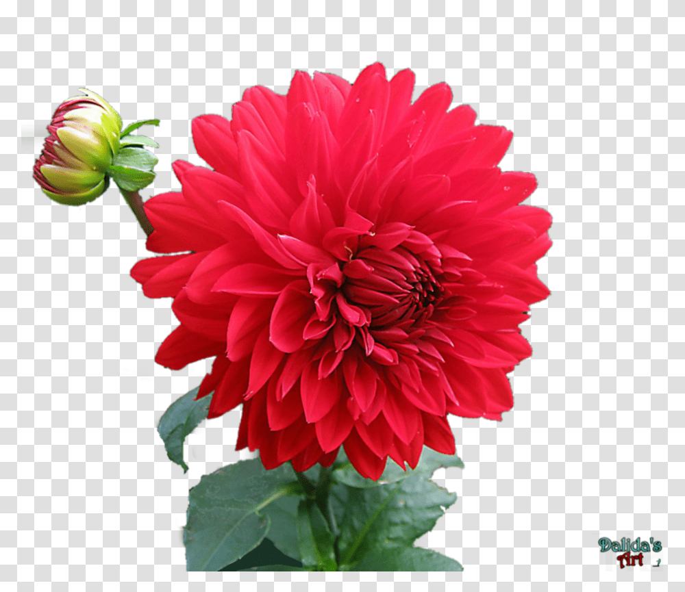 Dahlia Hd Mart Love Beautiful Nature Images Hd, Flower, Plant, Blossom, Daisy Transparent Png