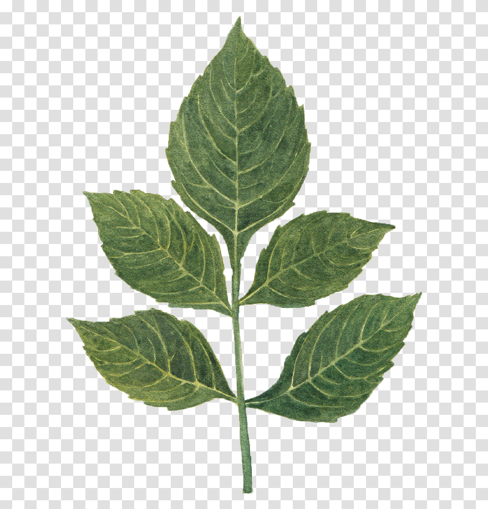 Dahlia Leaf By We Studio Mint Leaf, Plant, Annonaceae, Tree, Vegetation Transparent Png