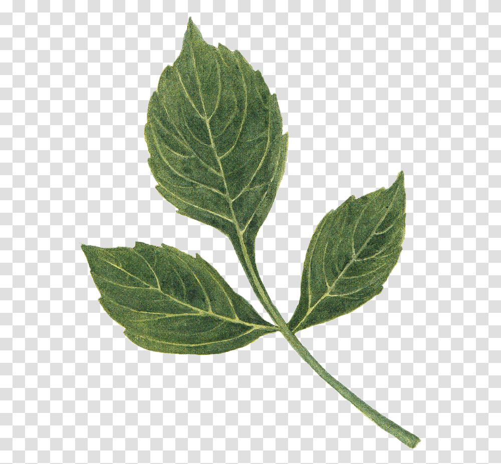 Dahlia Leaf By We Studio Mint Leaf, Plant, Potted Plant, Vase, Jar Transparent Png