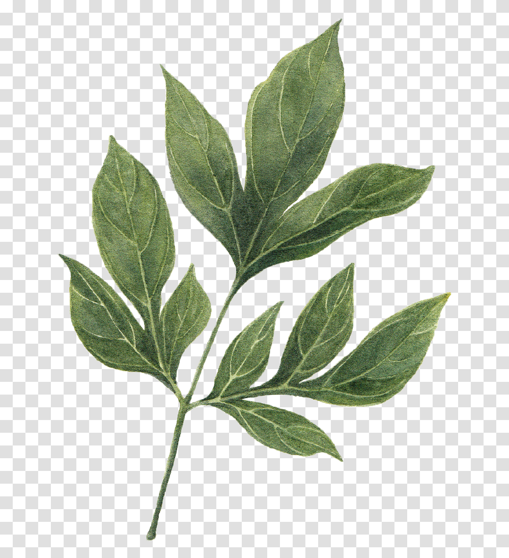 Dahlia Leaves By We Studio Illustration, Leaf, Plant, Annonaceae, Tree Transparent Png