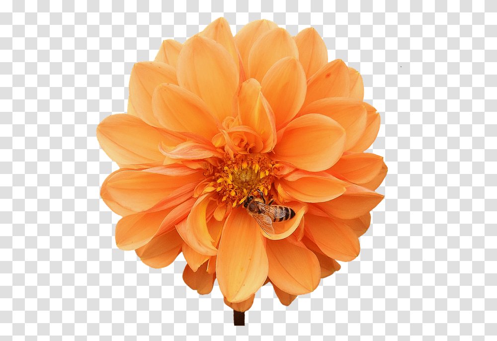 Dahlia Orange, Apidae, Bee, Insect, Invertebrate Transparent Png