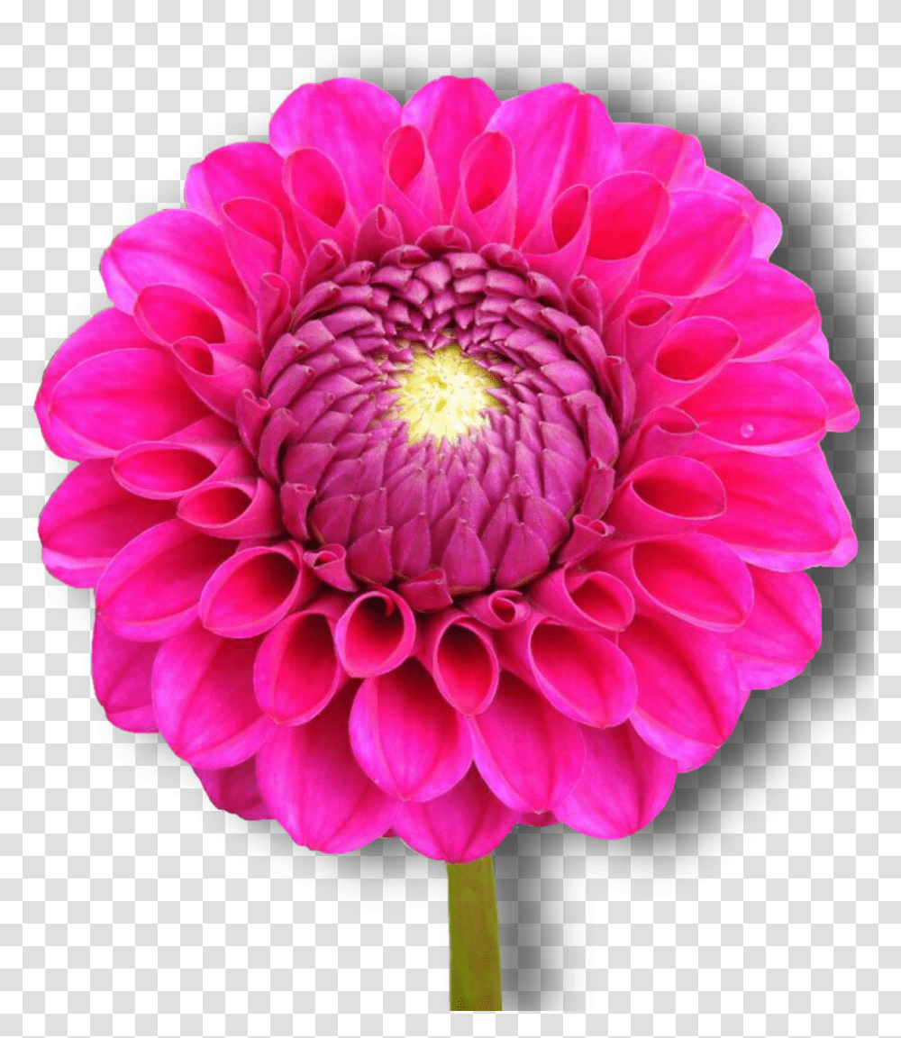 Dahlia Pink Flower Isolated Dahlia, Plant, Blossom, Rose, Daisy Transparent Png