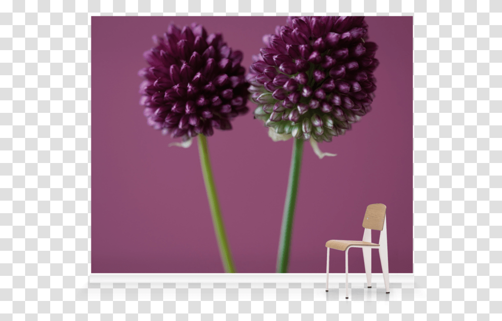 Dahlia, Plant, Chair, Furniture, Flower Transparent Png