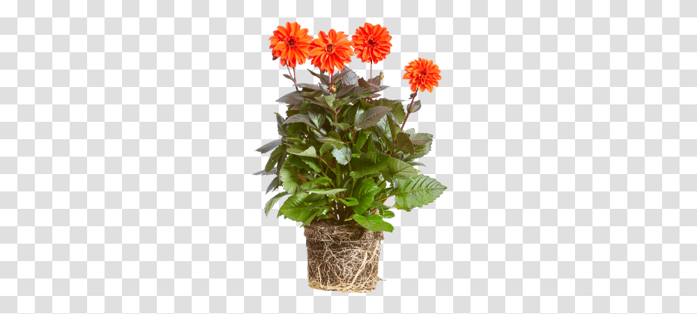 Dahlia, Plant, Flower, Blossom, Geranium Transparent Png