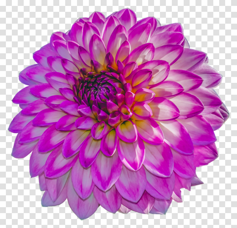 Dahlia Transparent Png