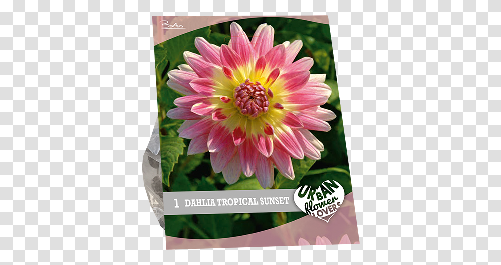 Dahlia Tropical Sunset, Flower, Plant, Blossom, Vase Transparent Png