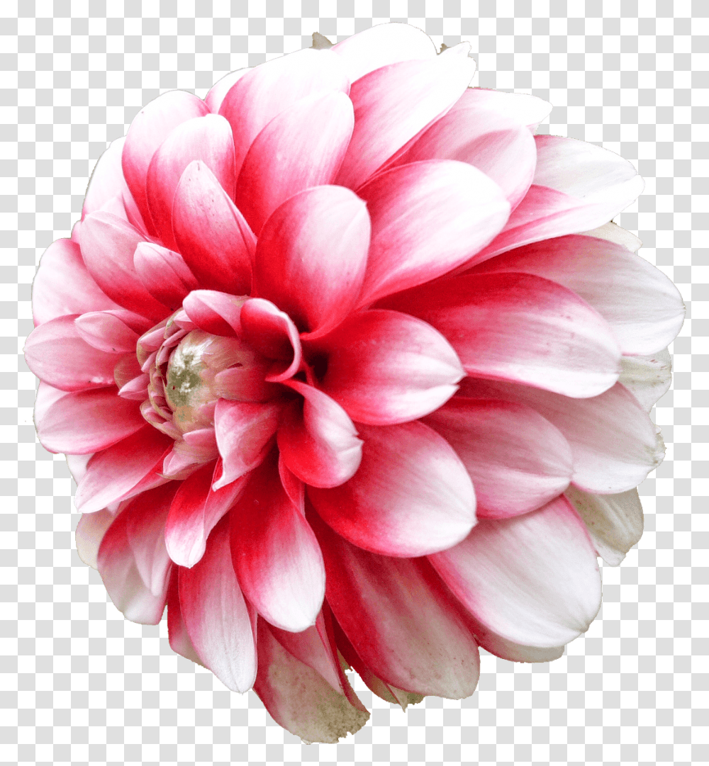 Dahlia White Pink Stickpng Dahlia, Flower, Plant, Blossom, Rose Transparent Png
