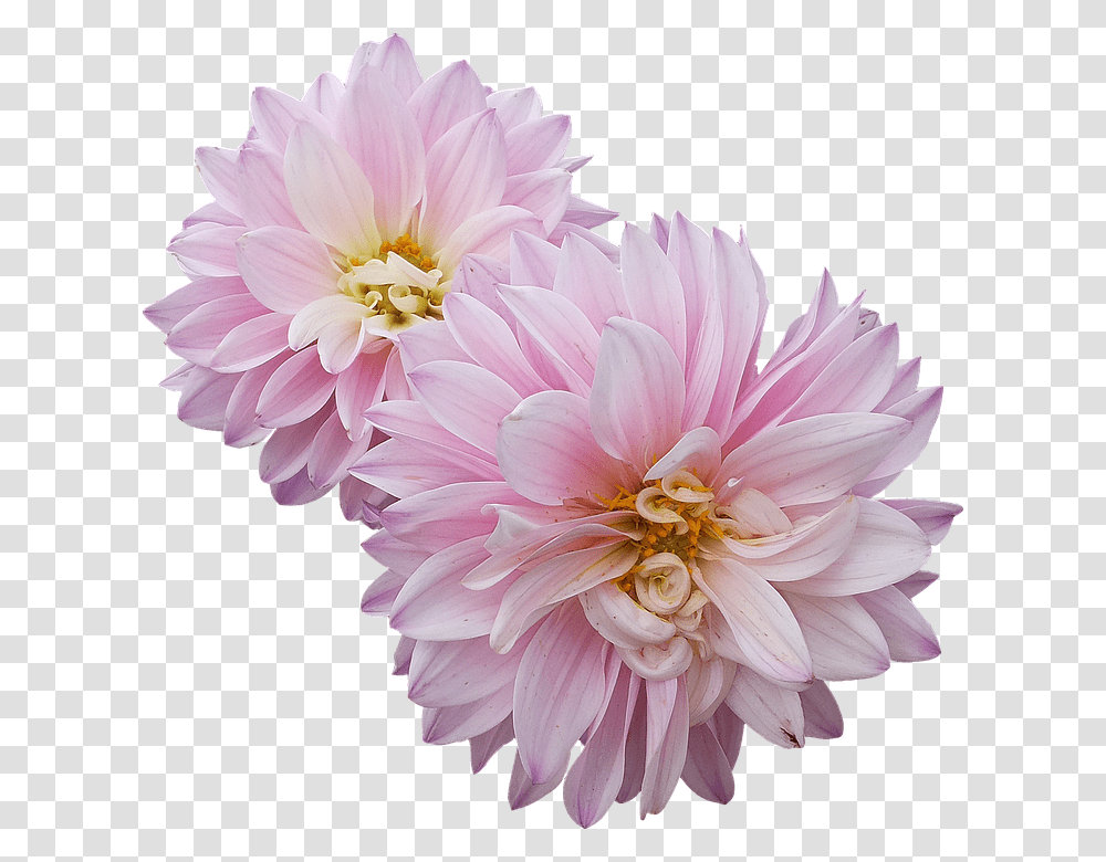 Dahlias 960, Flower, Plant, Blossom, Daisy Transparent Png