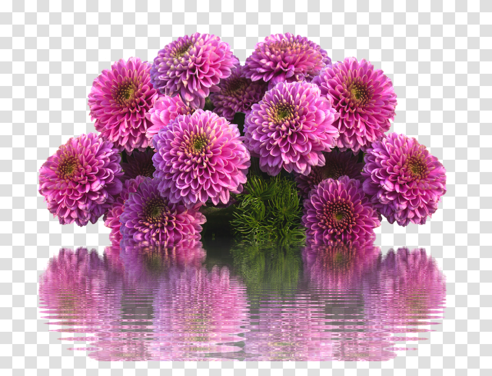 Dahlias 960, Flower, Plant, Blossom, Purple Transparent Png