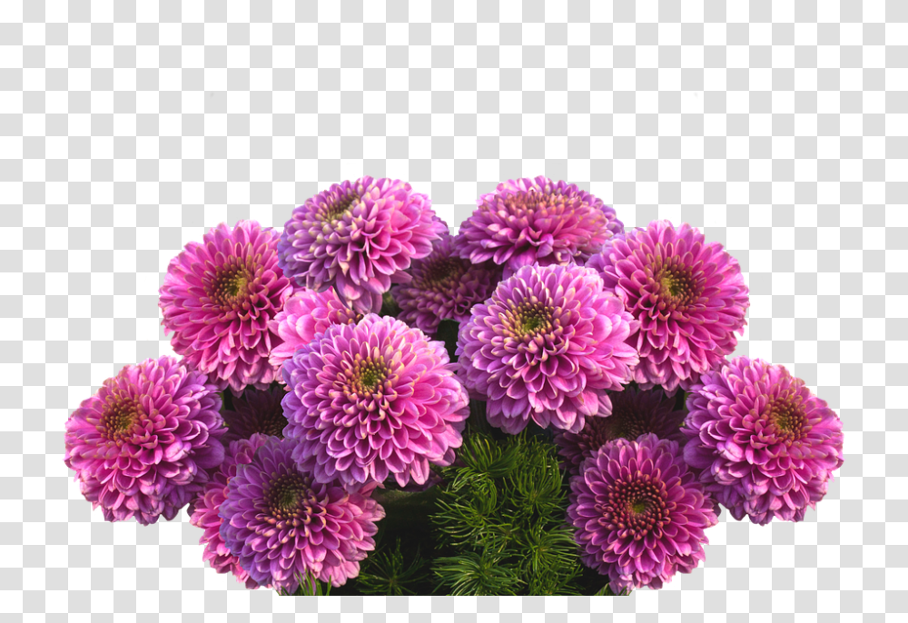 Dahlias 960, Flower, Plant, Blossom, Aster Transparent Png