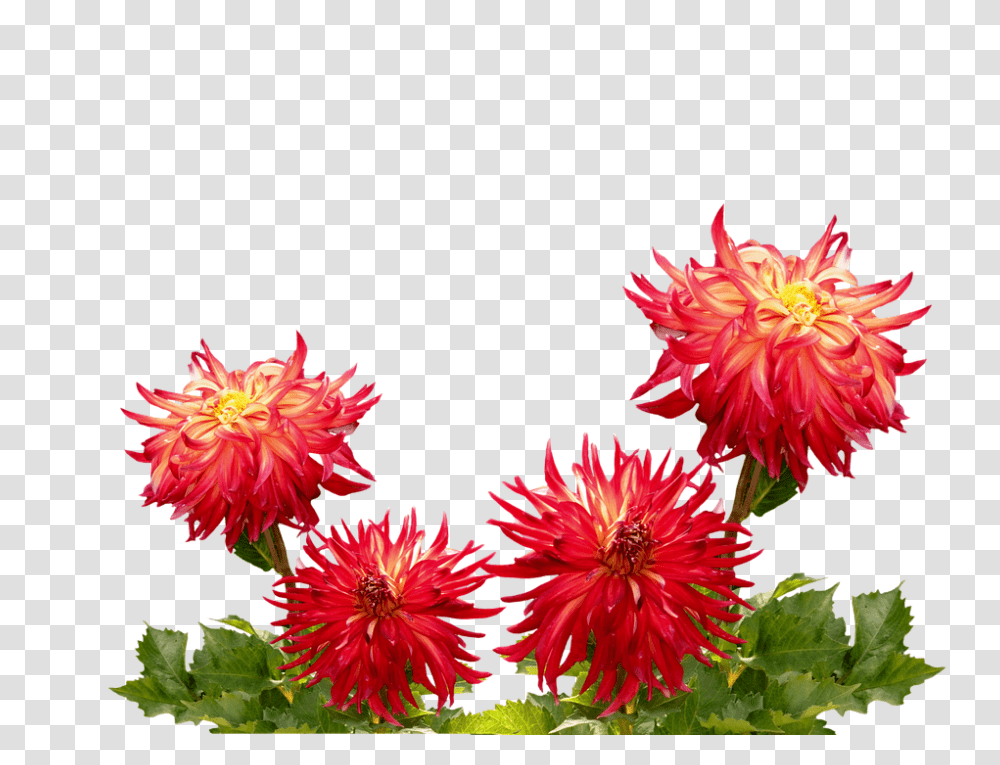 Dahlias 960, Flower, Plant, Petal, Potted Plant Transparent Png