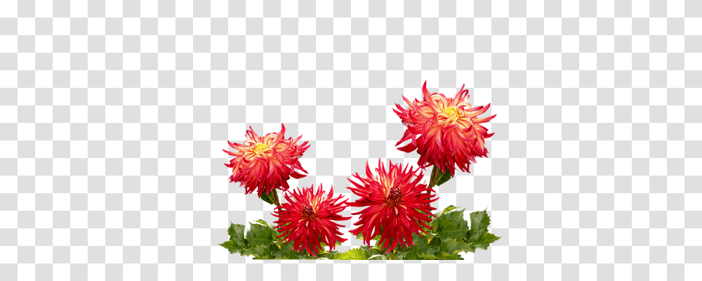 Dahlias Nature, Flower, Plant, Blossom Transparent Png