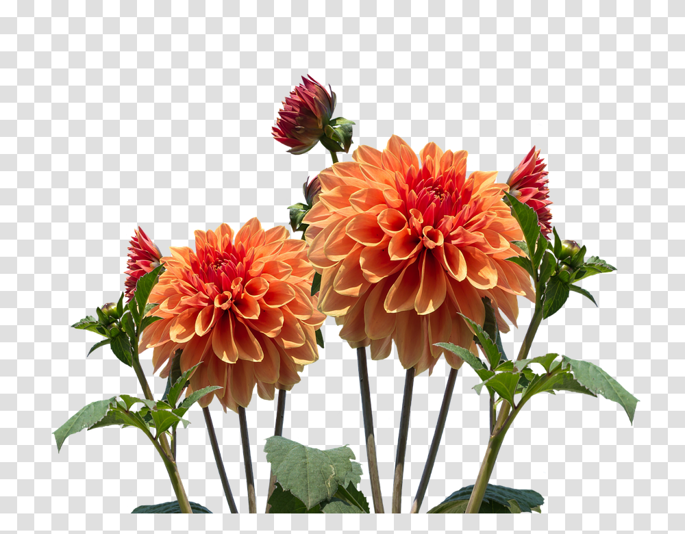 Dahlias 960, Flower, Plant, Blossom, Geranium Transparent Png