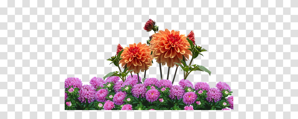 Dahlias Nature, Flower, Plant, Blossom Transparent Png