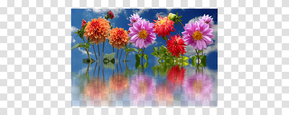 Dahlias Nature, Flower, Plant, Blossom Transparent Png