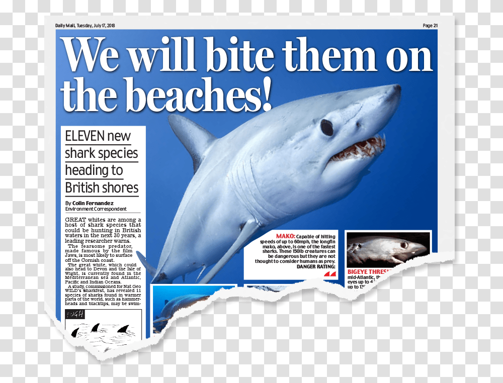 Daily Mail, Shark, Sea Life, Fish, Animal Transparent Png