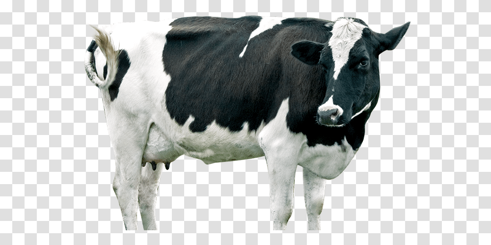 Dairy Cattle, Cow, Mammal, Animal, Dairy Cow Transparent Png