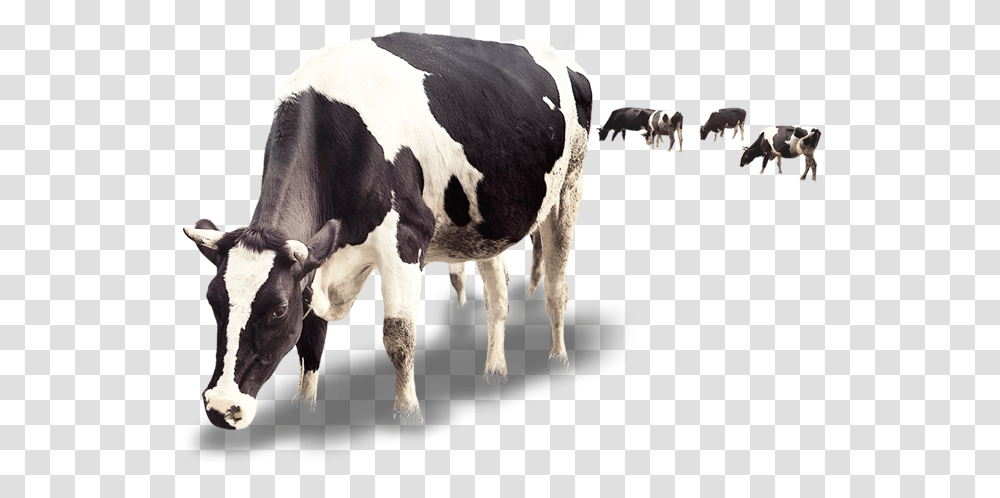 Dairy Cattle Milk Calf Dairy Cattle Cow And Calf, Mammal, Animal, Dairy Cow, Sheep Transparent Png