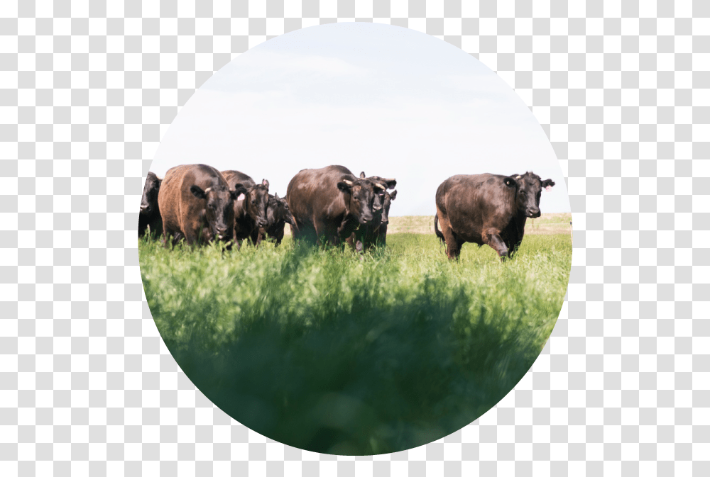 Dairy Cattle Sessions, Cow, Mammal, Animal, Bull Transparent Png