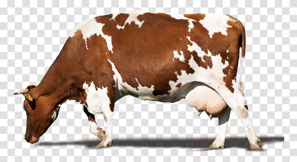 Dairy Cow 2015, Cattle, Mammal, Animal, Longhorn Transparent Png