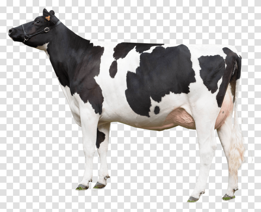 Dairy Cow Background, Cattle, Mammal, Animal Transparent Png