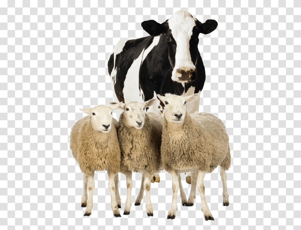 Dairy Cow Background, Sheep, Mammal, Animal, Cattle Transparent Png