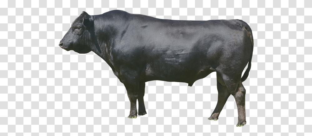 Dairy Cow, Bull, Mammal, Animal, Cattle Transparent Png