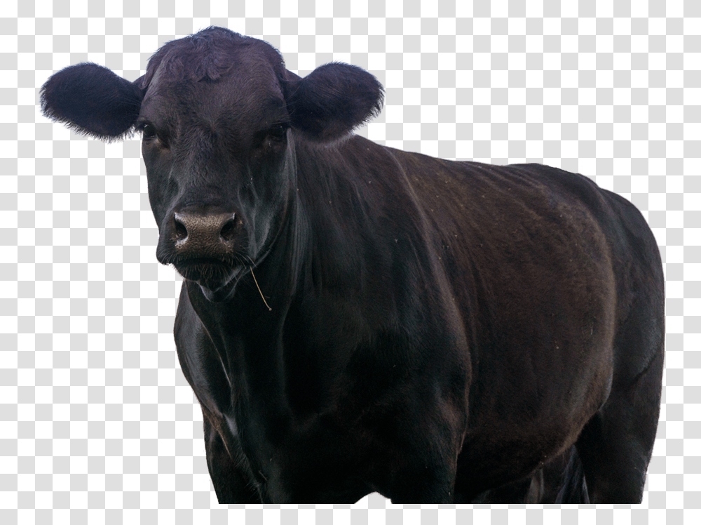 Dairy Cow, Cattle, Mammal, Animal, Bull Transparent Png