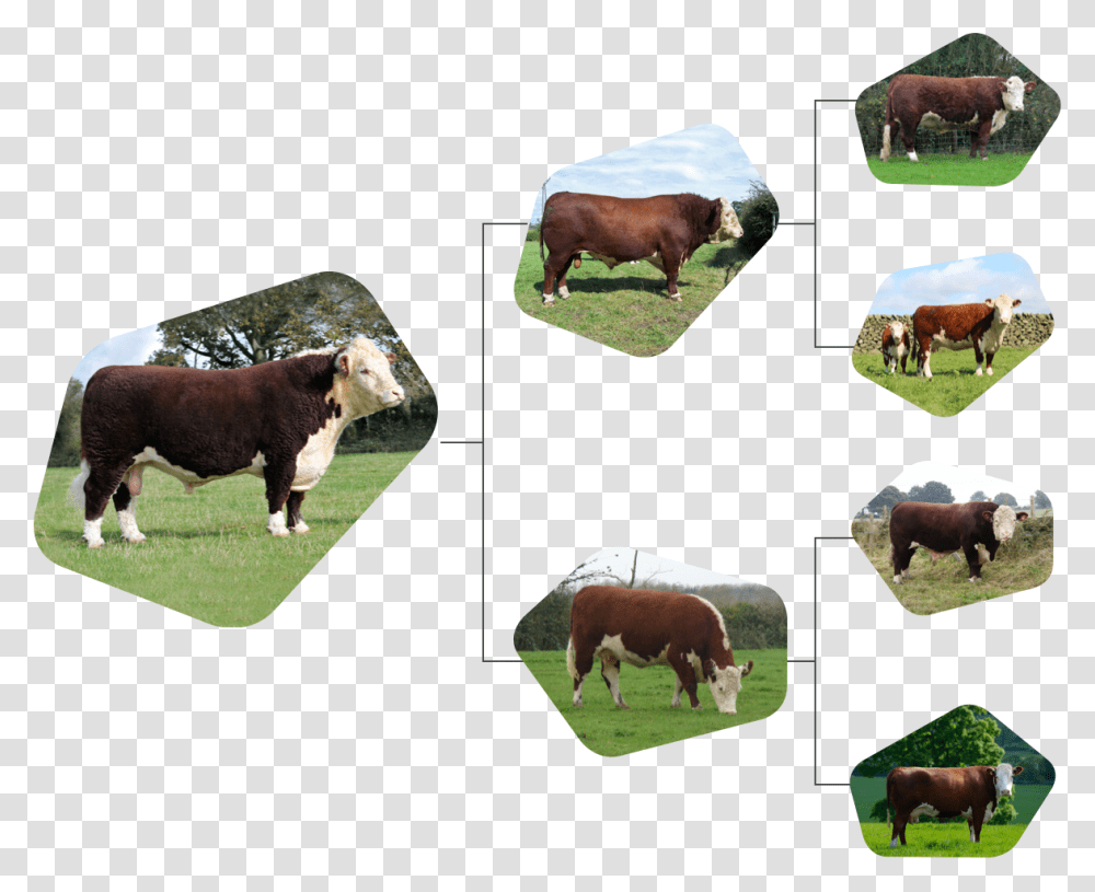 Dairy Cow, Cattle, Mammal, Animal, Bull Transparent Png