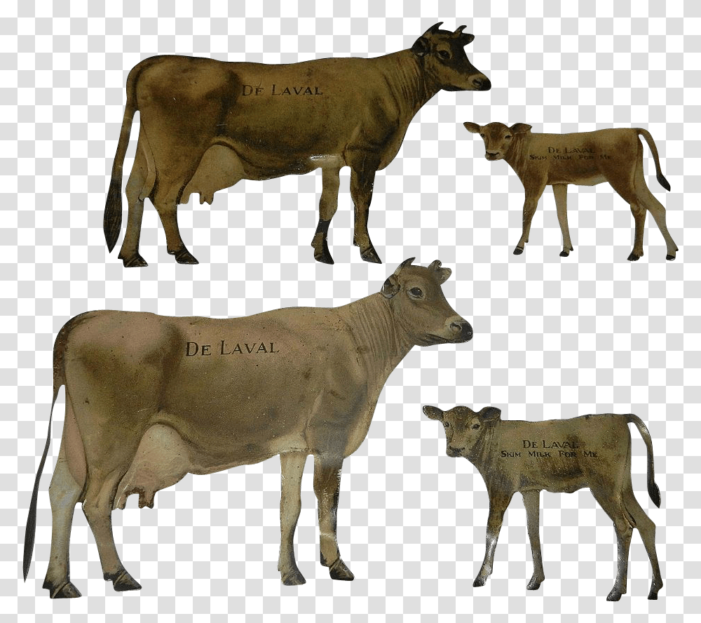 Dairy Cow, Cattle, Mammal, Animal, Calf Transparent Png