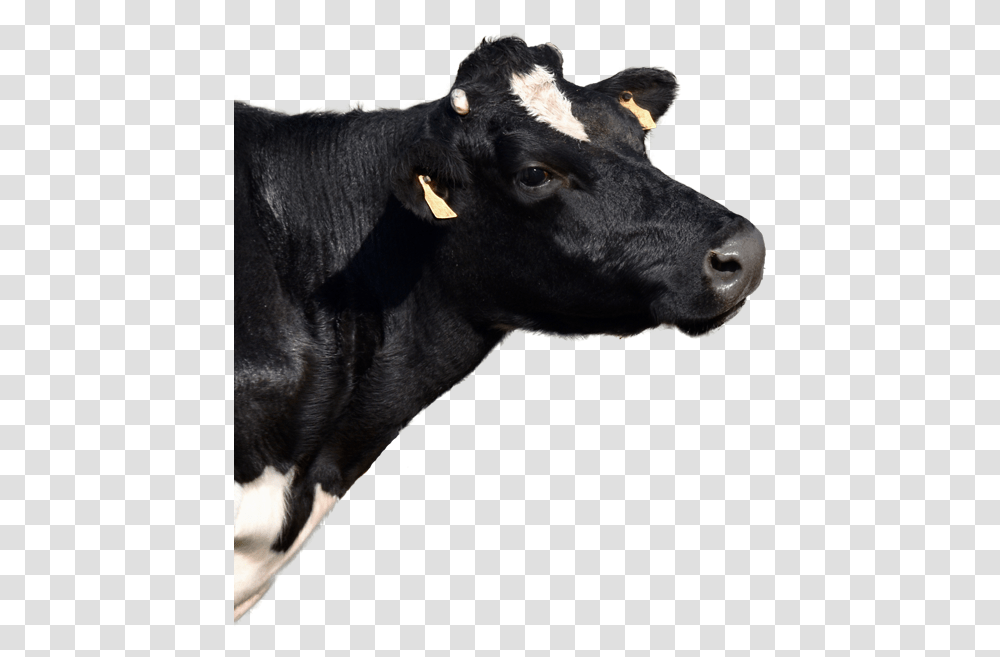 Dairy Cow, Cattle, Mammal, Animal, Dog Transparent Png