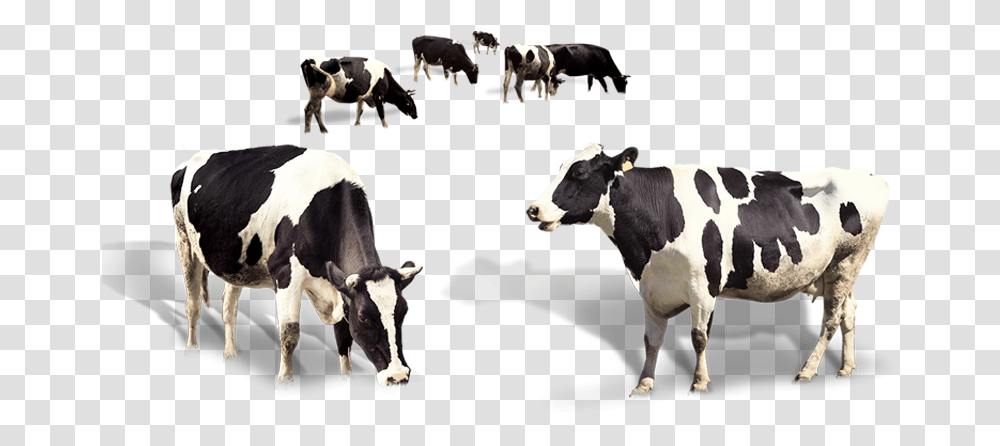 Dairy Cow, Cattle, Mammal, Animal, Herd Transparent Png