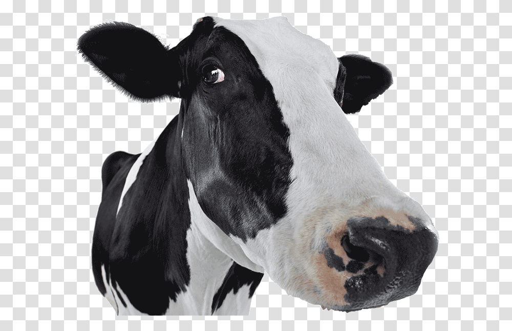 Dairy Cow, Cattle, Mammal, Animal, Horse Transparent Png