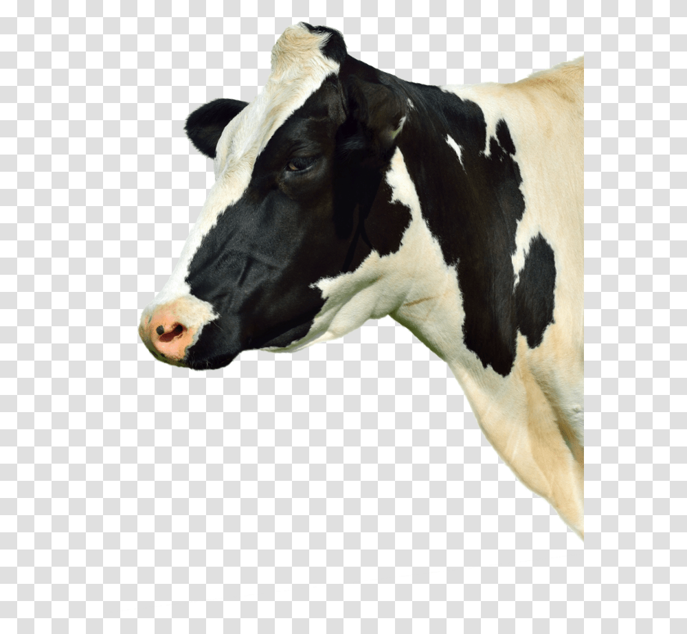 Dairy Cow, Cattle, Mammal, Animal Transparent Png