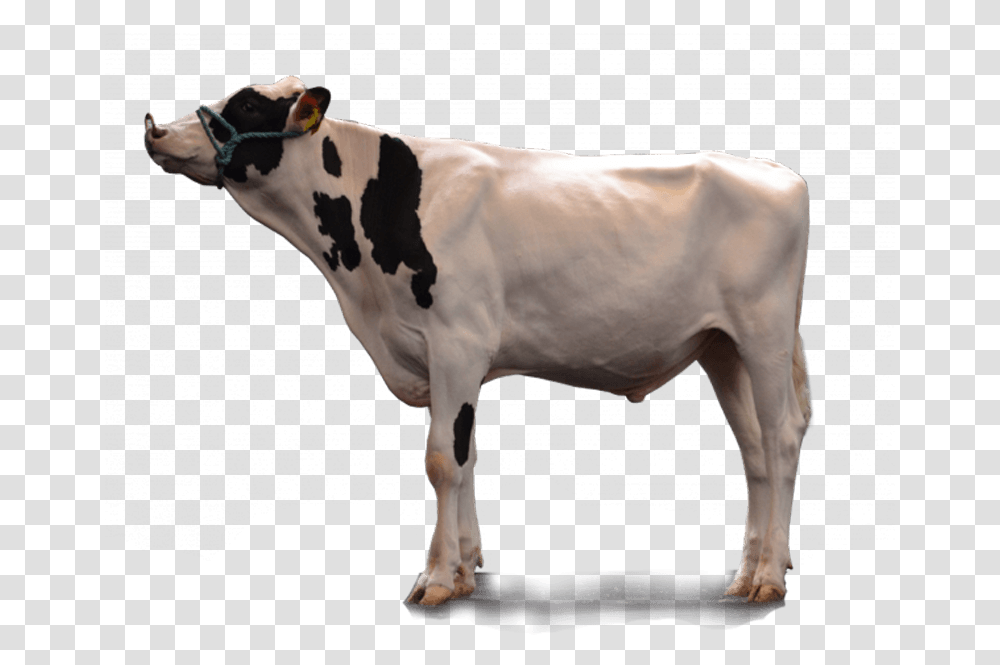Dairy Cow, Cattle, Mammal, Animal Transparent Png