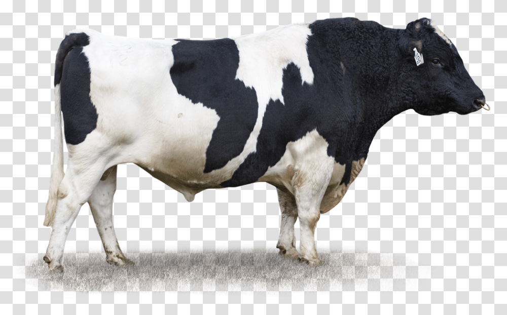 Dairy Cow, Cattle, Mammal, Animal Transparent Png