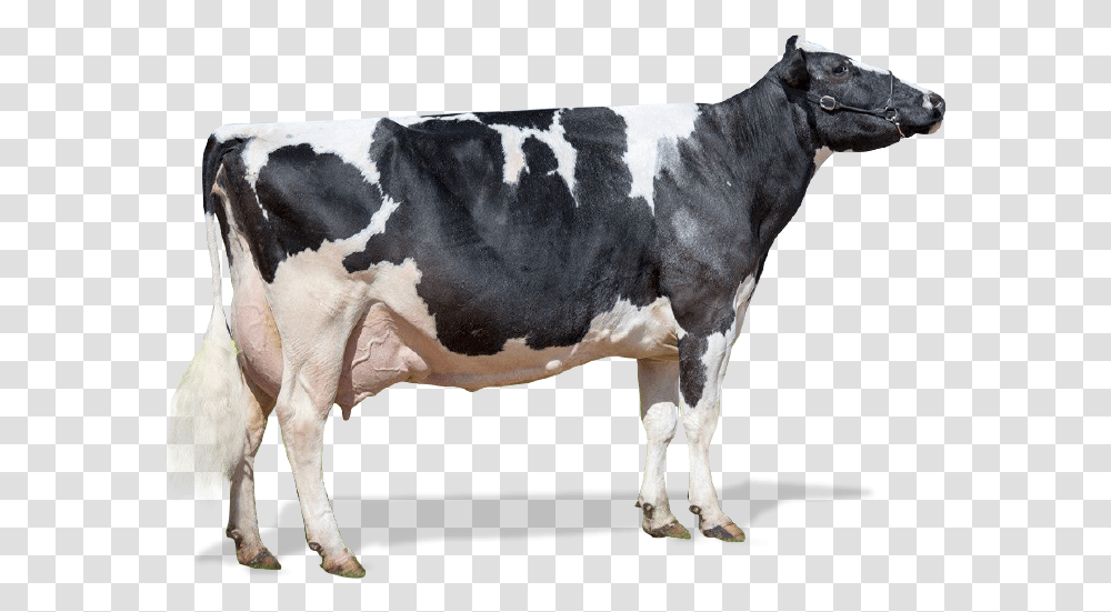 Dairy Cow, Cattle, Mammal, Animal Transparent Png