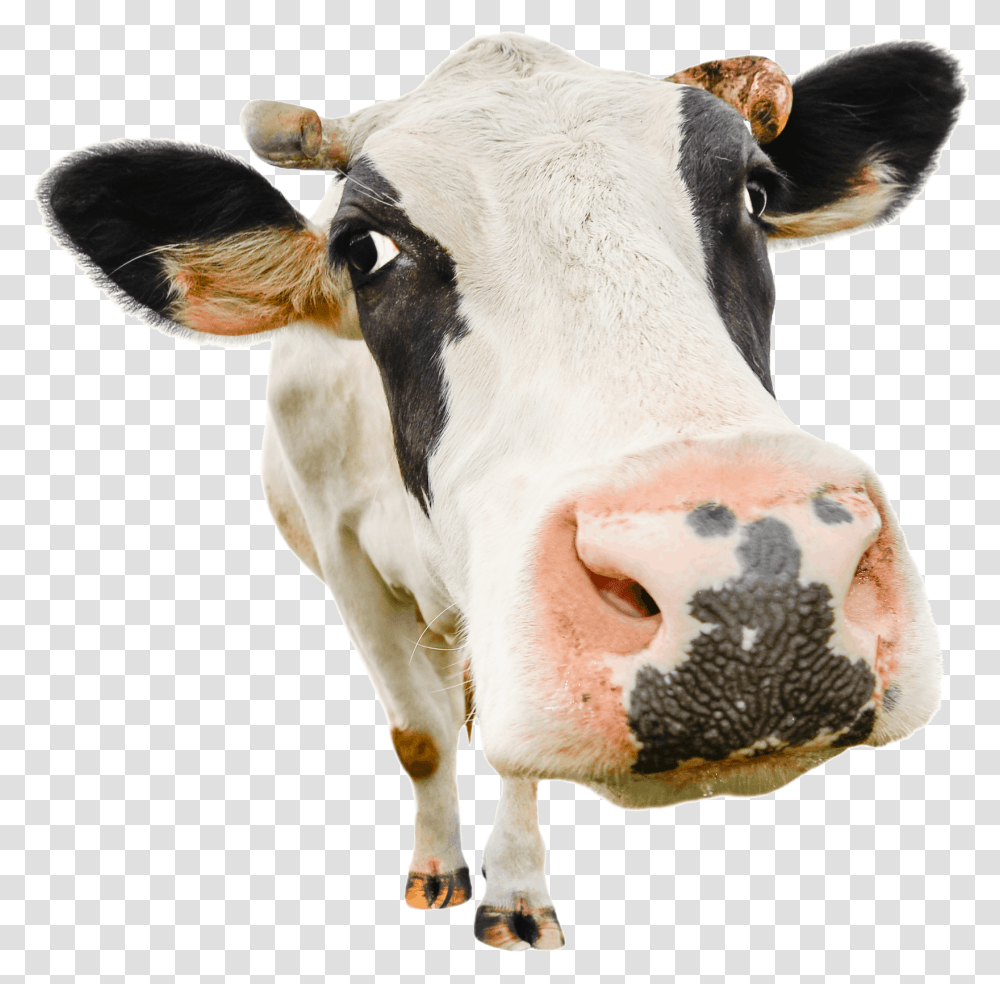 Dairy Cow Stock Photo Cow, Cattle, Mammal, Animal Transparent Png