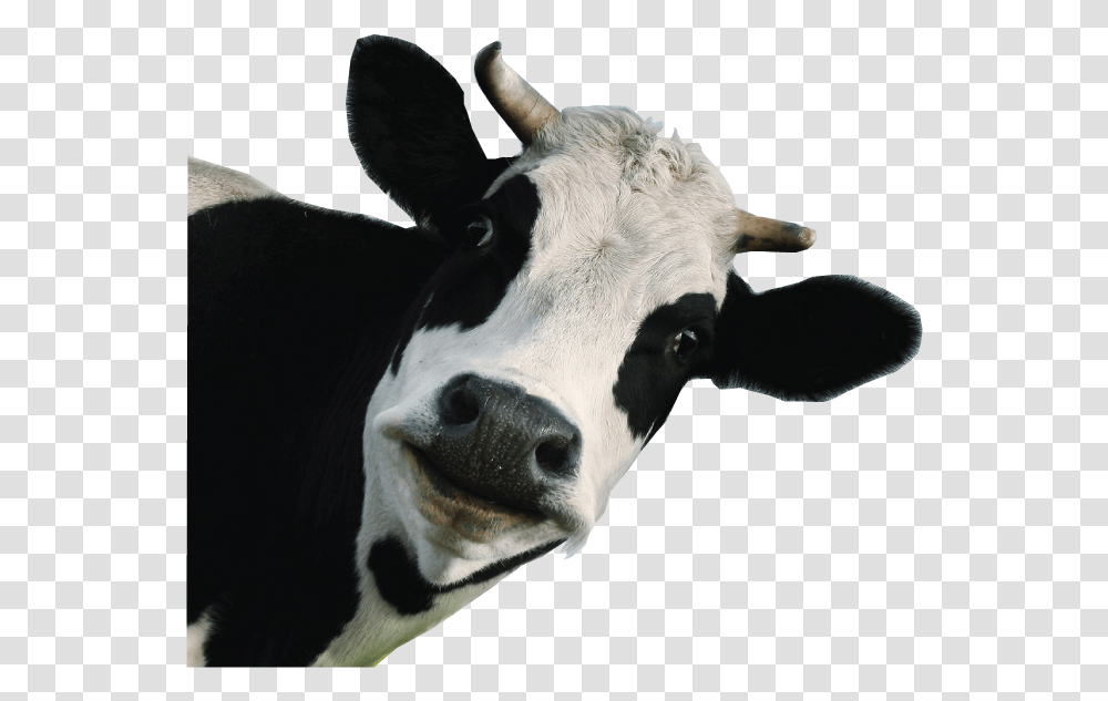Dairy Cow White Background Download Funny Cow Background, Cattle, Mammal, Animal Transparent Png