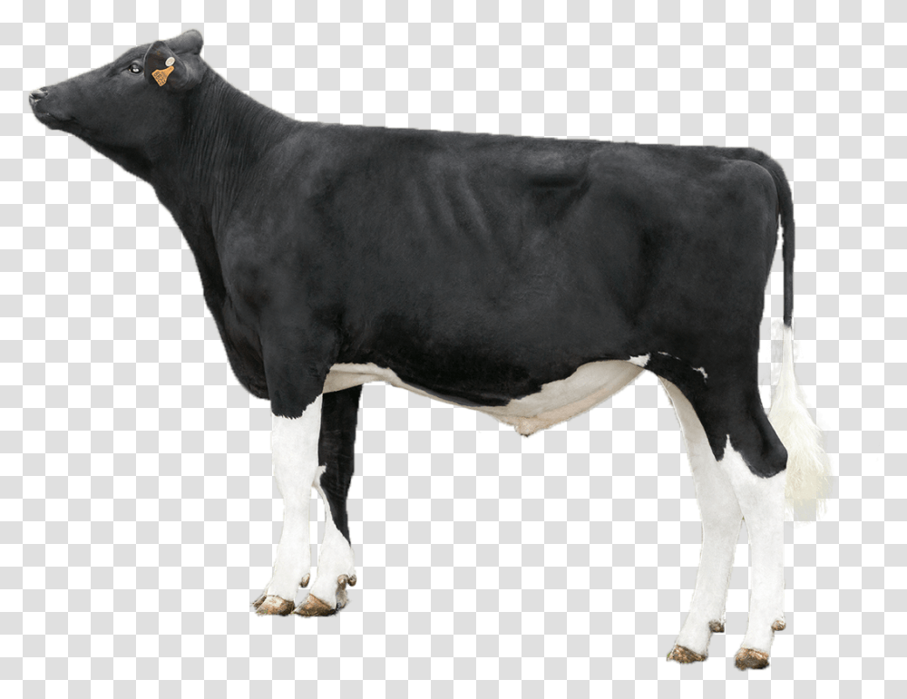 Dairy Sires Dairy Cow, Cattle, Mammal, Animal Transparent Png