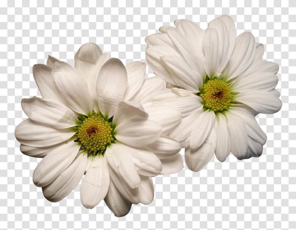 Daisies 960, Flower, Plant, Daisy, Blossom Transparent Png