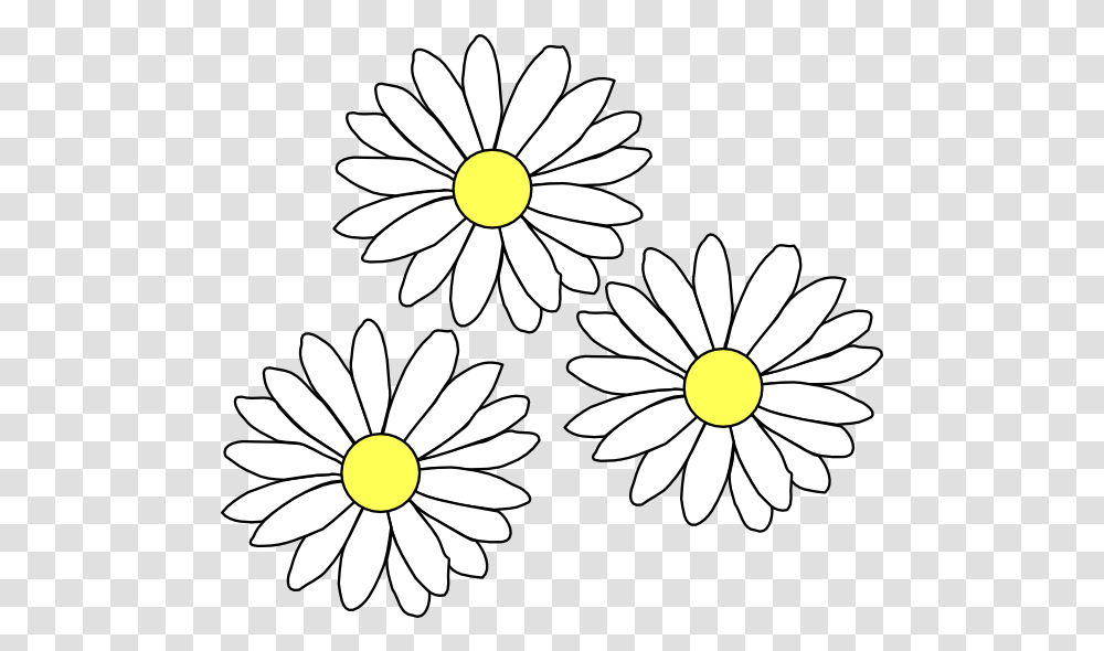 Daisies 900px Large Size Flower Outline, Plant, Daisy, Blossom, Aster Transparent Png