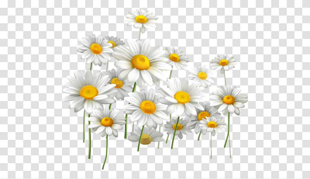 Daisies And Blue Sky, Plant, Daisy, Flower, Blossom Transparent Png