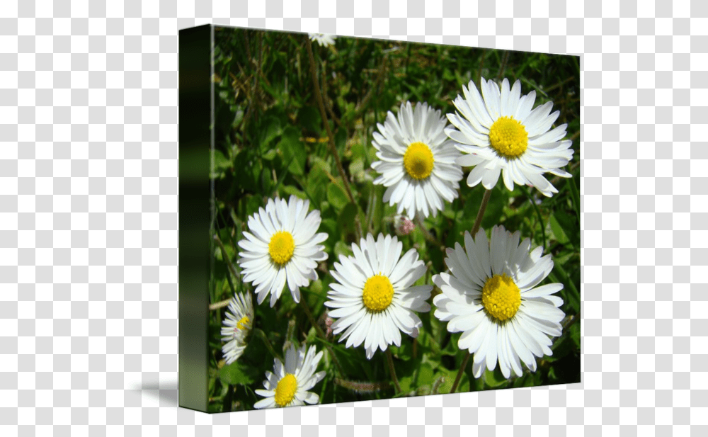 Daisies Art Prints White Daisy Flowers Picture Frame, Plant, Blossom, Petal, Pollen Transparent Png