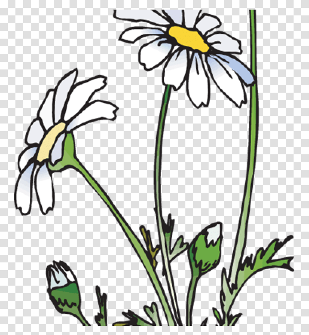 Daisies Clipart 19 Daisies Clipart Huge Freebie Download Daisies Clipart, Plant, Flower, Blossom, Daisy Transparent Png